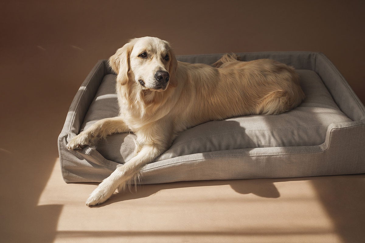 Vilmers-Shiba-Pet-Bed-Lifestyle