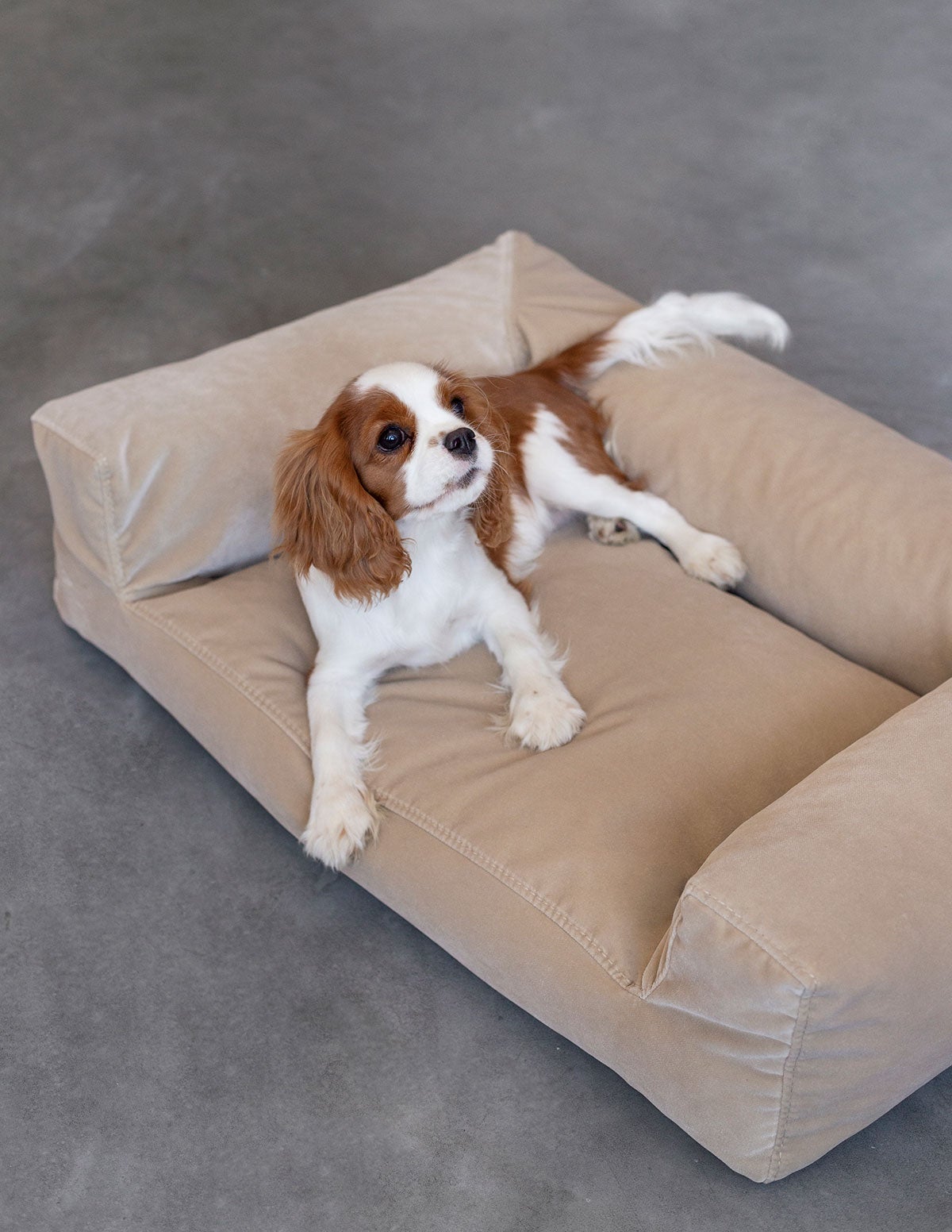 Vilmers-Bichon-Pet-Bed-Lifestyle-1