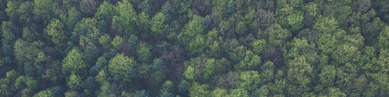 skog-bra-miljoval.jpg skog-bra-miljoval